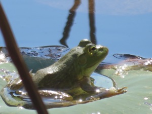 This is the first time I've been able to photograph a frog like this.  They usually jump before I see them.